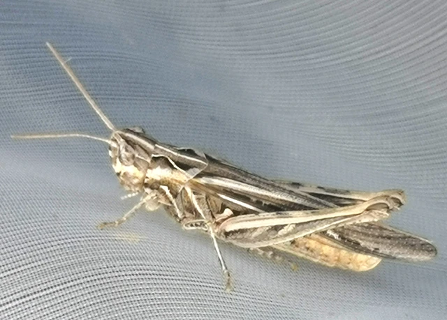 Orthoptera - Egyenesszárnyúak