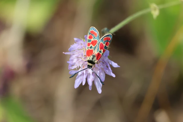 Zygaena carniolica - fehérgyűrűs csüngőlepke
