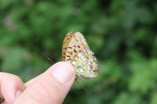 Argynnis adippe - ezüstös gyöngyházlepke