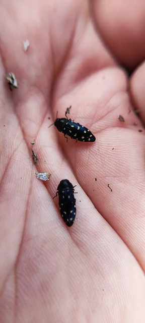 Acmaeodera degener - sárgafoltos zömökdíszbogár