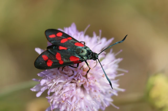 Zygaena filipendulae - acélszínű csüngőlepke