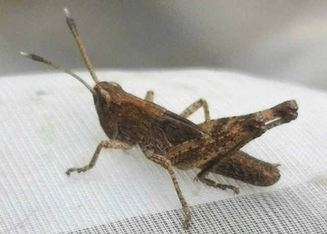 Orthoptera - Egyenesszárnyúak