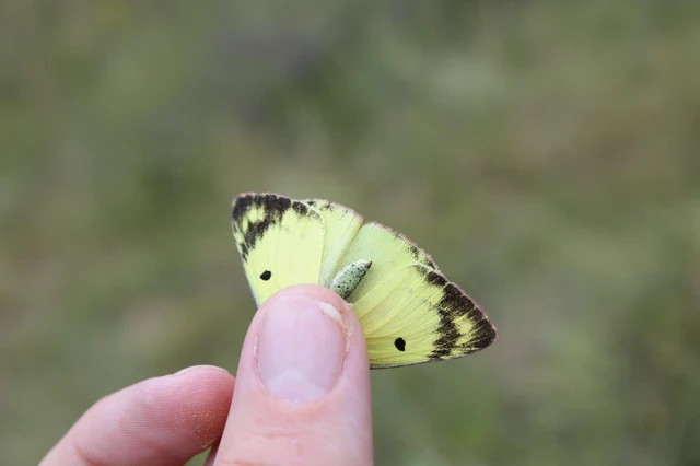 Colias hyale - kéneslepke