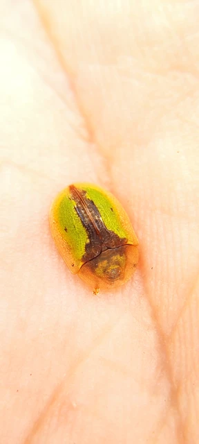 Cassida vibex - szőrös pajzsbogár