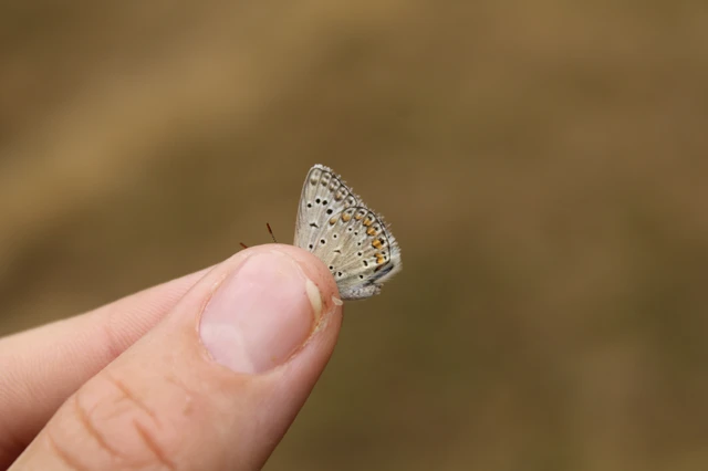 Polyommatus icarus - közönséges boglárka