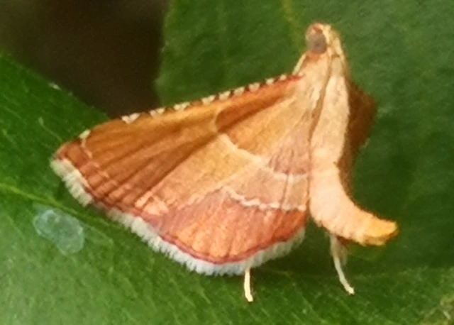 Endotricha flammealis - tüzesszárnyú fényilonca