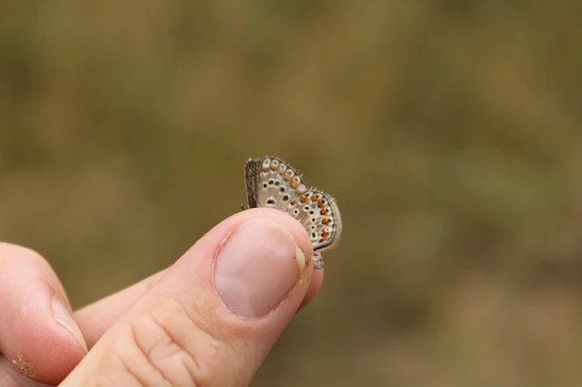Polyommatus icarus - közönséges boglárka