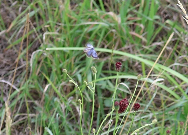 Phengaris nausithous - sötétaljú hangyaboglárka