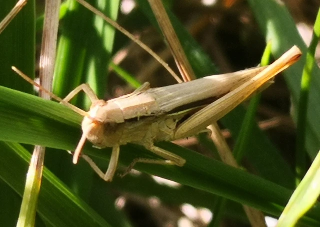 Orthoptera - Egyenesszárnyúak Orthoptera - Egyenesszárnyúak