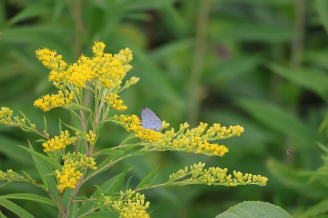 Celastrina argiolus - bengeboglárka