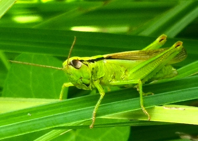 Orthoptera - Egyenesszárnyúak Orthoptera - Egyenesszárnyúak