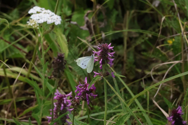 Pieris napi - repcelepke