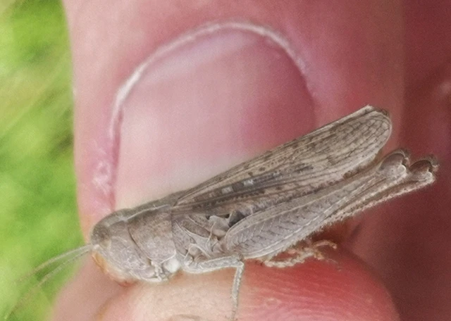 Orthoptera - Egyenesszárnyúak Orthoptera - Egyenesszárnyúak