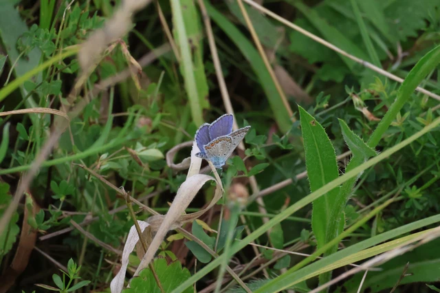 Polyommatus icarus - közönséges boglárka