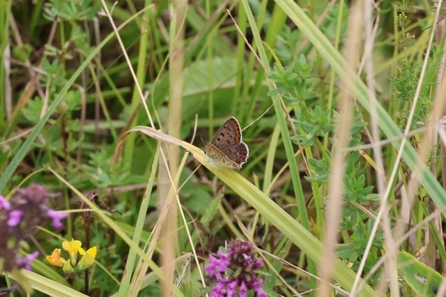 Lycaena tityrus - barna tűzlepke