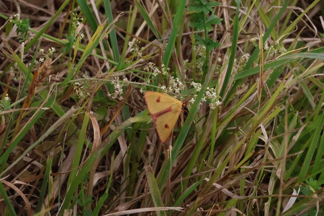Diacrisia sannio - vörösszélű medvelepke