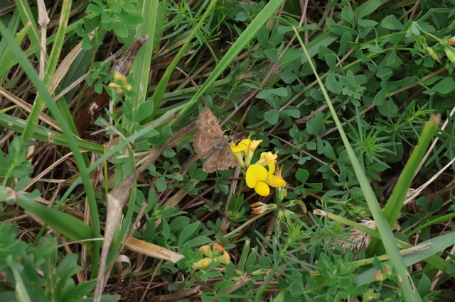 Erynnis tages - cigánylepke