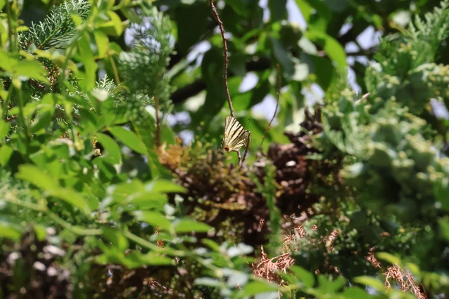 Iphiclides podalirius - kardoslepke
