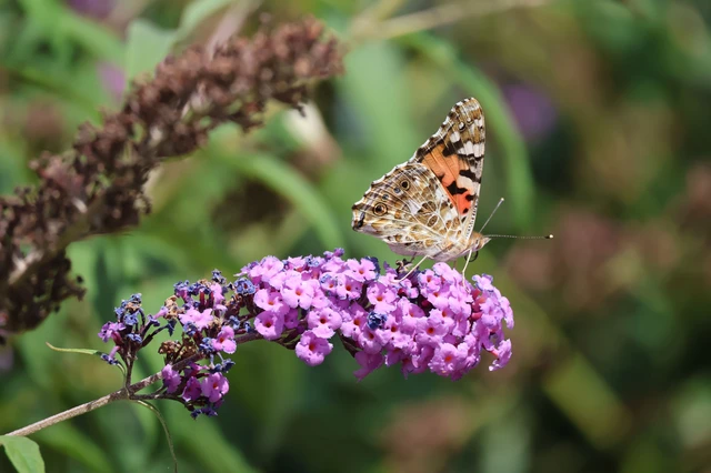 Vanessa cardui - bogáncslepke