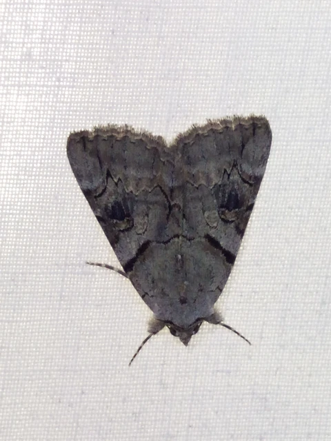 Catocala hymenaea - kökény-övesbagoly