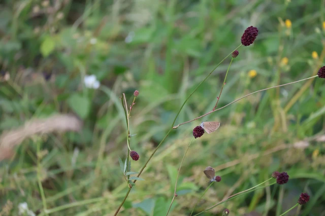 Phengaris nausithous - sötétaljú hangyaboglárka