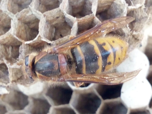 Hymenoptera - Hártyásszárnyúak Hymenoptera - Hártyásszárnyúak