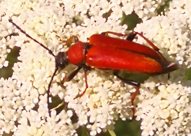 Stictoleptura rubra - vörös virágcincér