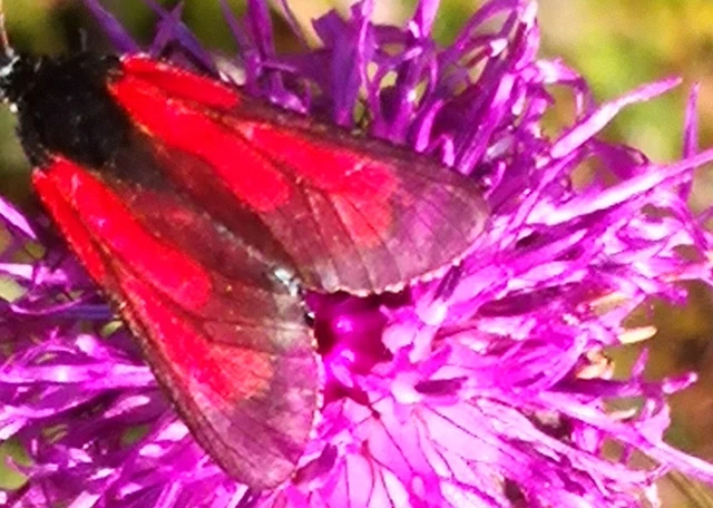 Zygaena minos/purpuralis