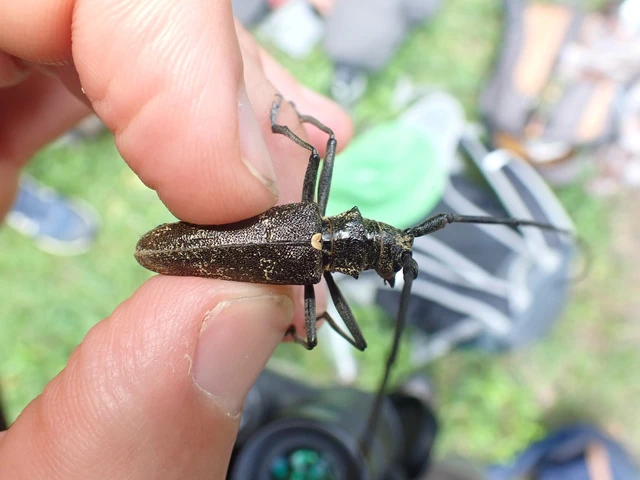Coleoptera - Bogarak