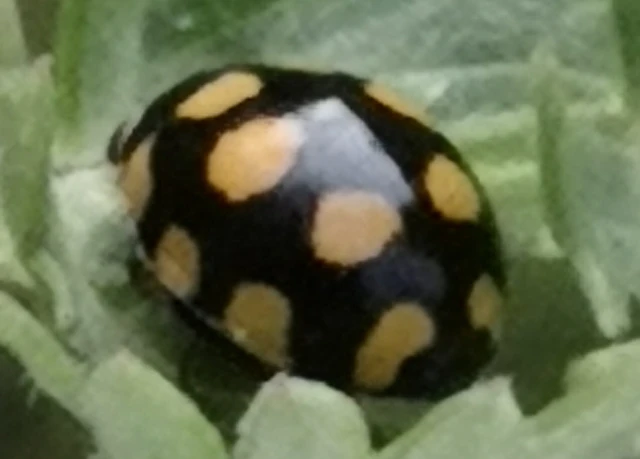 Coccinula quatuordecimpustulata - feketesárga katóka