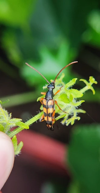 Strangalia attenuata - nyurgacincér