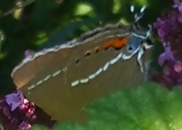 Satyrium spini - kökény-csücsköslepke