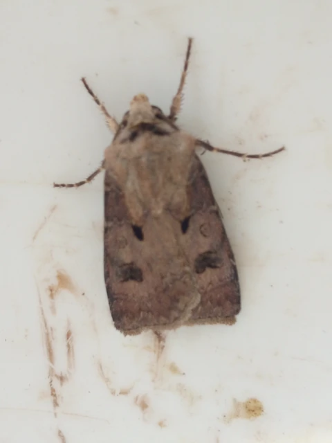 Agrotis exclamationis - felkiáltójeles földibagoly