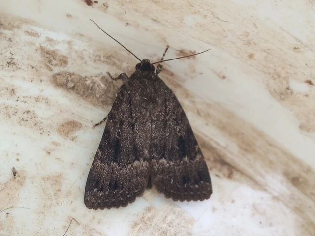 Amphipyra berbera/pyramidea