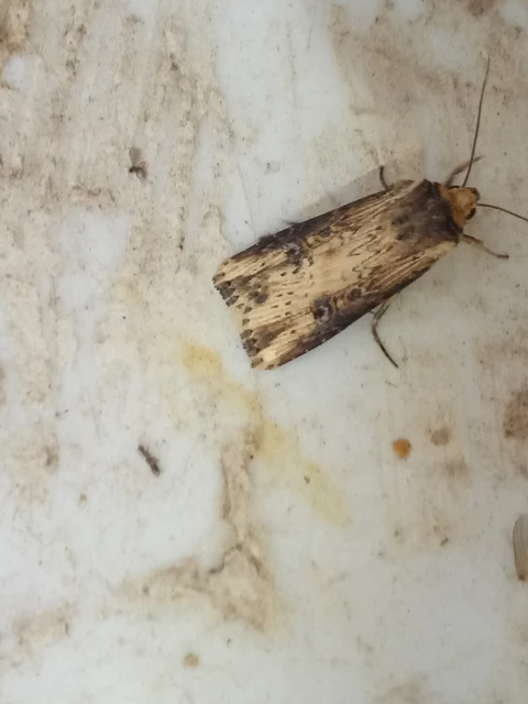 Axylia putris - vonalkás földibagoly