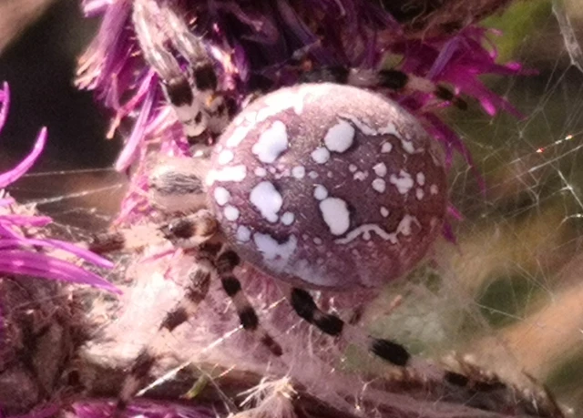 Araneae - Pókok