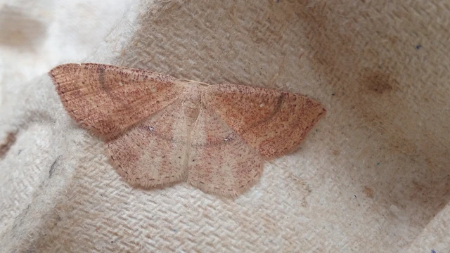 Cyclophora ruficiliaria - vörösrojtú pettyesaraszoló