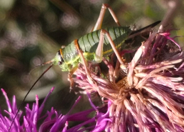 Orthoptera - Egyenesszárnyúak Orthoptera - Egyenesszárnyúak