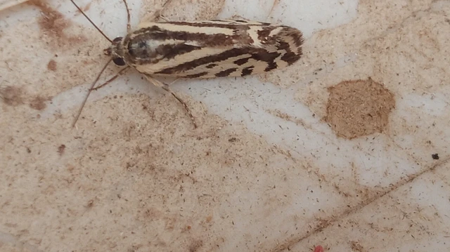 Emmelia trabealis - zebrabagoly