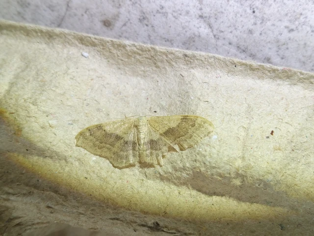 Idaea aversata - nagy sávosaraszoló