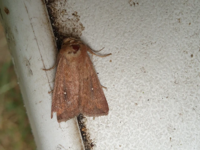 Mythimna albipuncta - fehérpettyes rétibagoly