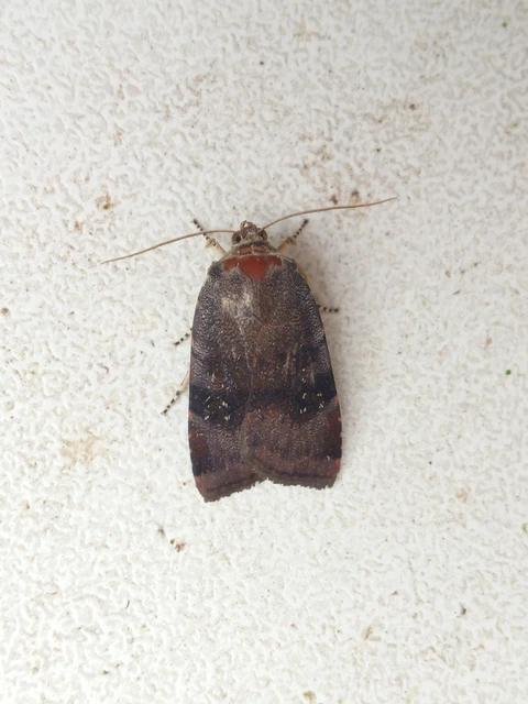 Noctua janthe/janthina
