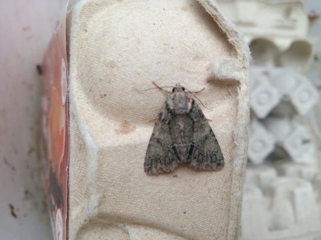 Polyphaenis sericata - selyemfényű erdeibagoly