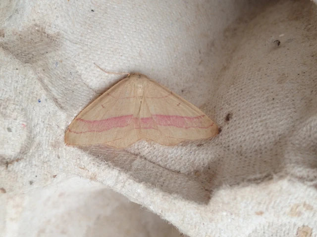Rhodostrophia vibicaria - pirosszélű araszoló