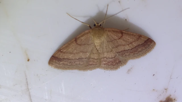 Scopula rubiginata - réti pirosaraszoló