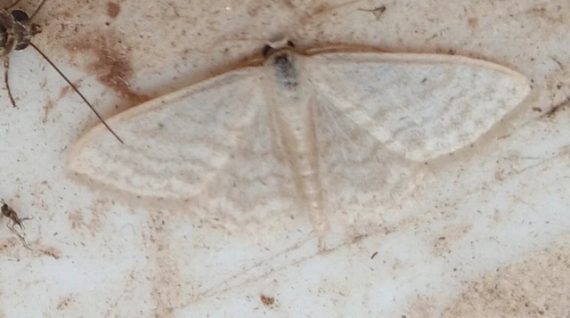 Idaea subsericeata - ötvonalas apróaraszoló