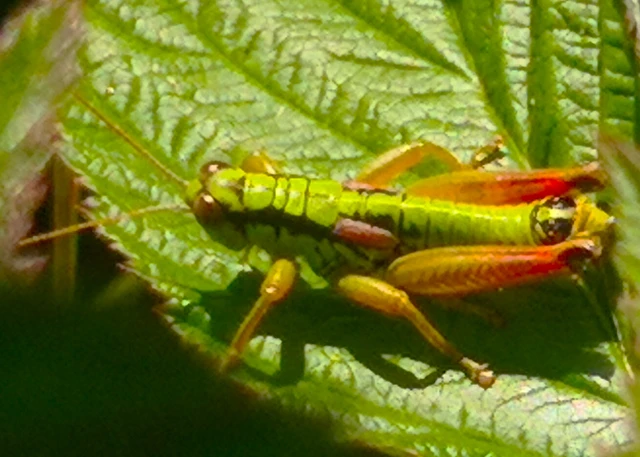 Orthoptera - Egyenesszárnyúak Orthoptera - Egyenesszárnyúak