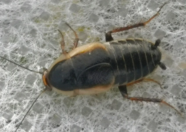 Blattodea - Csótányok Blattodea - Csótányok