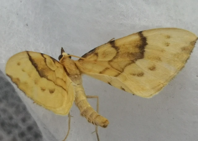 Eulithis pyraliata - sárga galajaraszoló