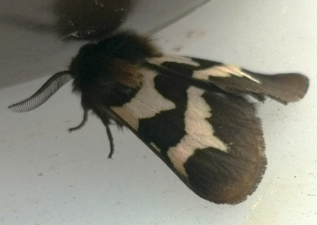 Watsonarctia deserta - tarka medvelepke